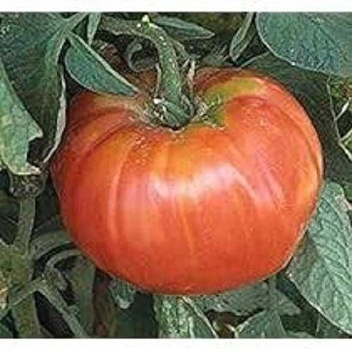 Heirloom Soldecki Tomato Seeds - 25+ Organic Polish Variety for Gardening