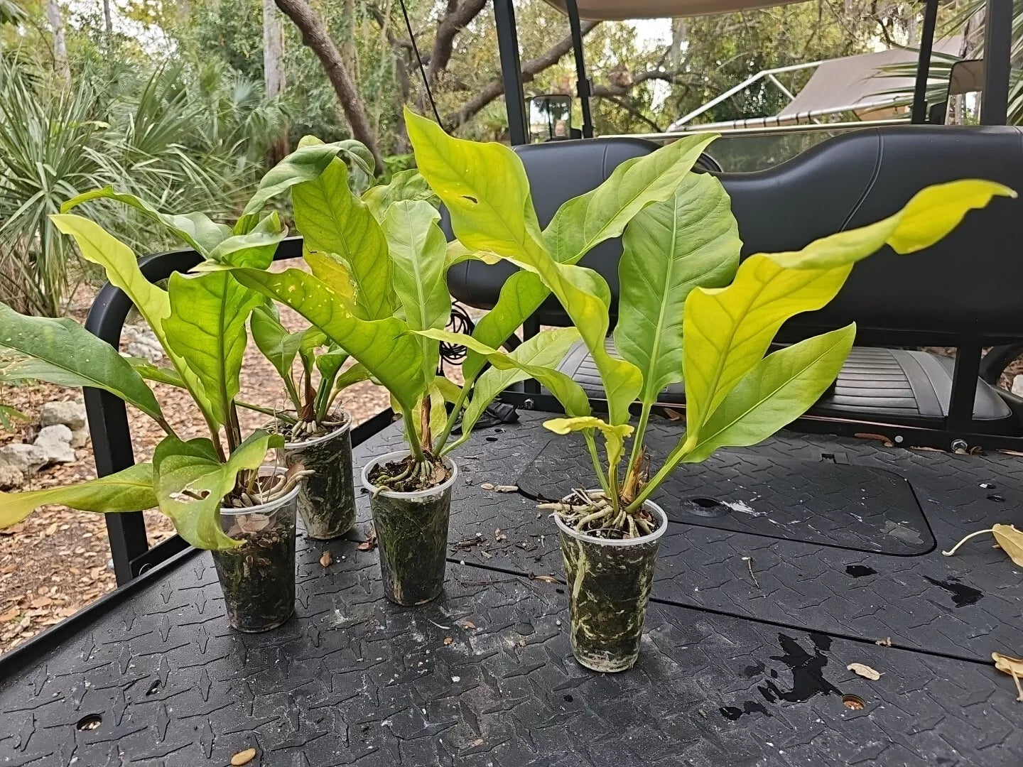 Large Anthurium Hookeri - 4 Year Old Hookeri Birds Nest Anthurium Plant