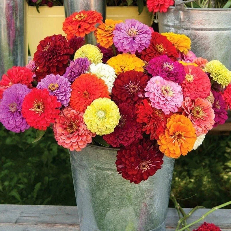 Zinnia Seeds - Carrousel Mix - 100 Seeds - Colorful Garden Flowers - Zinnia elegans - Full Sun, Easy Grow