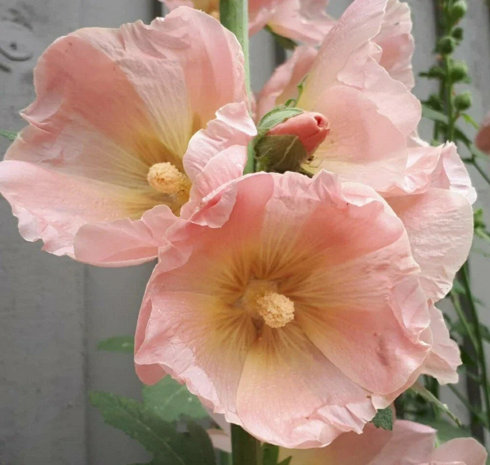 Hollyhock Flower Seeds Peach Blush Pack of 30 Alcea rosea Perennial Garden Seeds