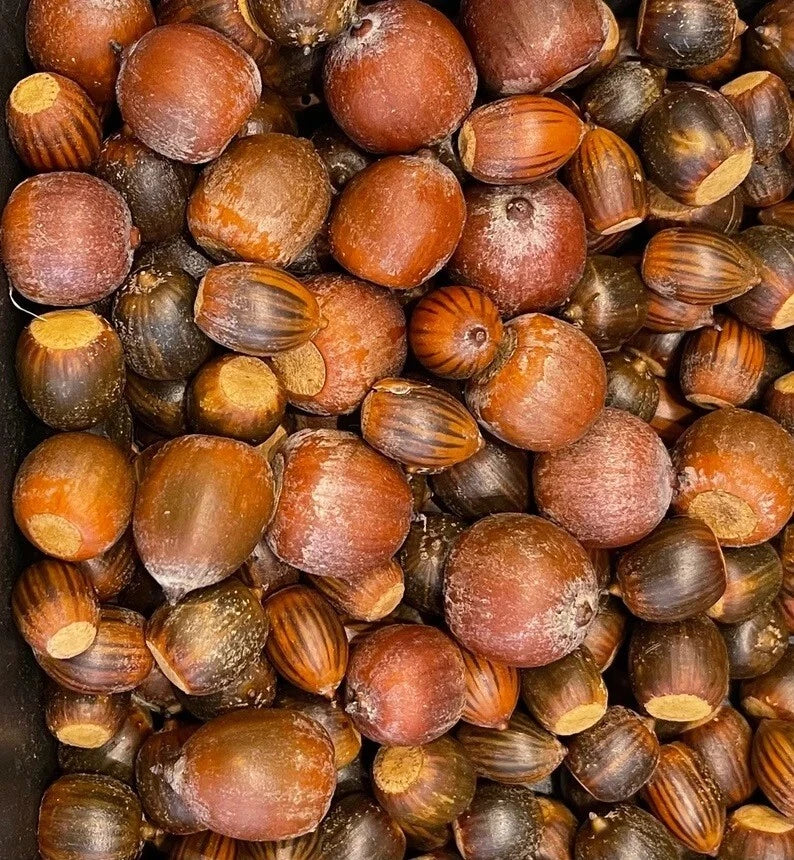 Oak Acorns Seeds – Red, White, Pin, Sawtooth Variety – 10+ Seeds for Planting – Quercus spp. 2024 Harvest