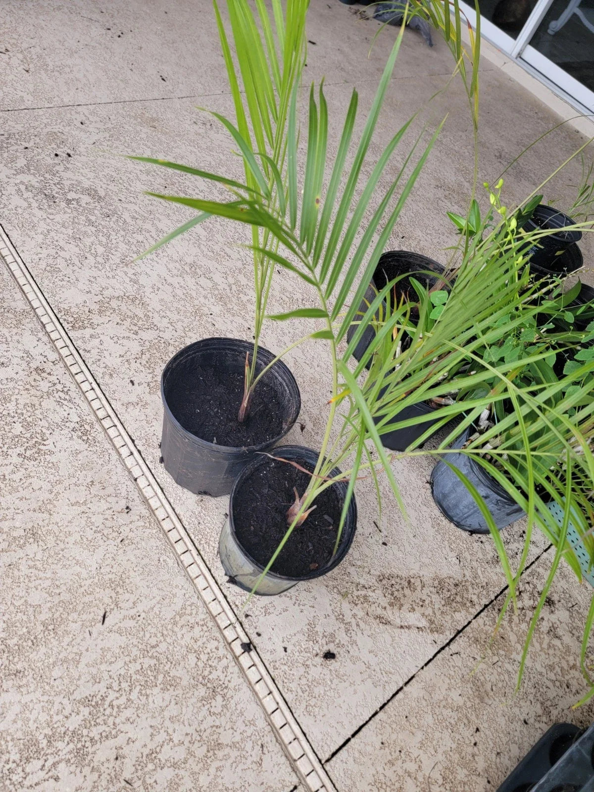 Triangle Palm Trees - 2 Bare Root Dypsis decaryi - Tropical Indoor Outdoor Foliage