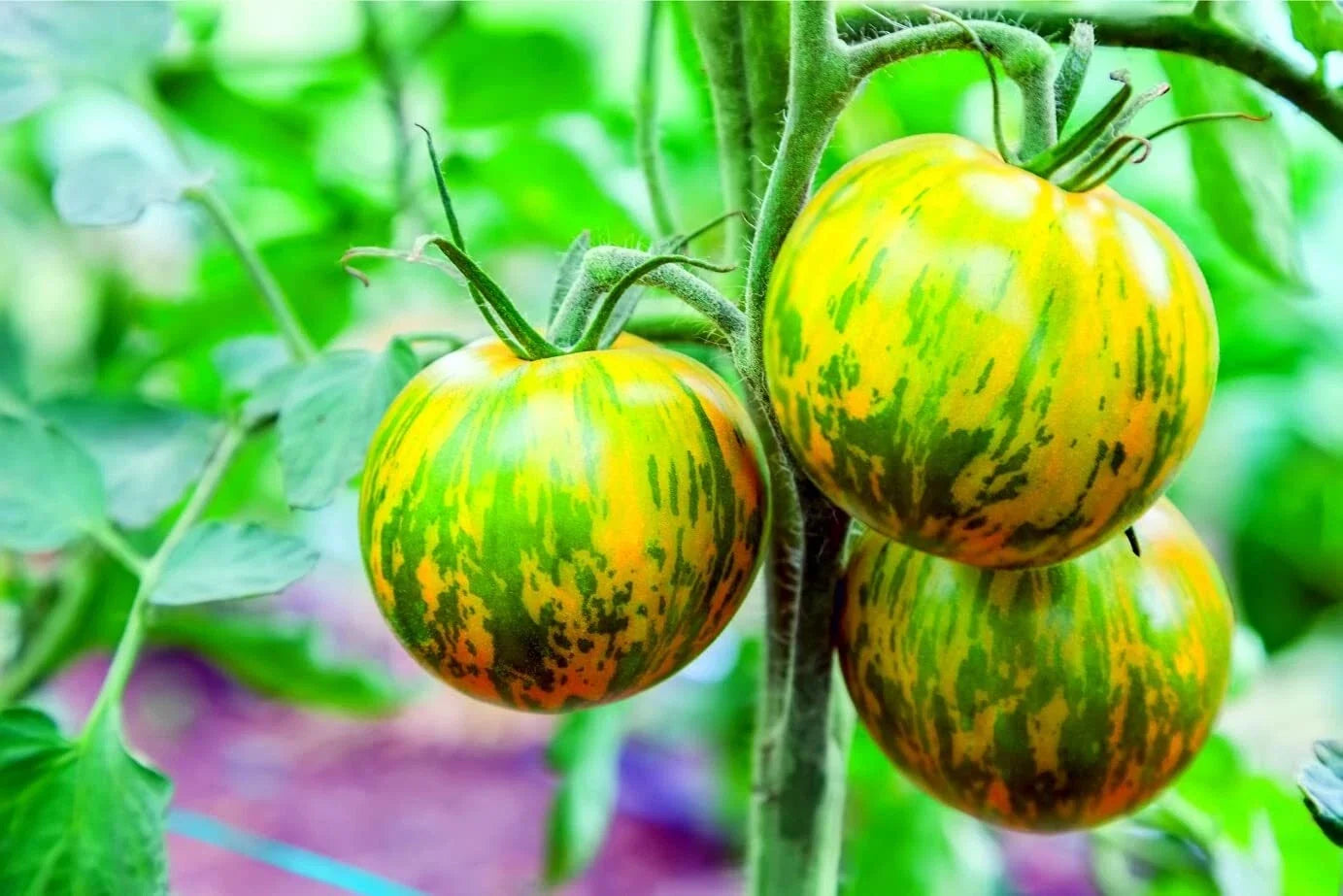 Green Zebra Tomato Seeds - Heirloom, Green Striped Fruit, Solanum lycopersicum, 100+ Seeds for Garden, Container & Salad Gardening