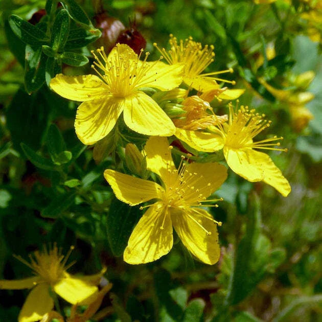 St. John's Wort Seeds 500+ | Hypericum perforatum Herb Ground Cover | Culinary & Medicinal Uses | USA