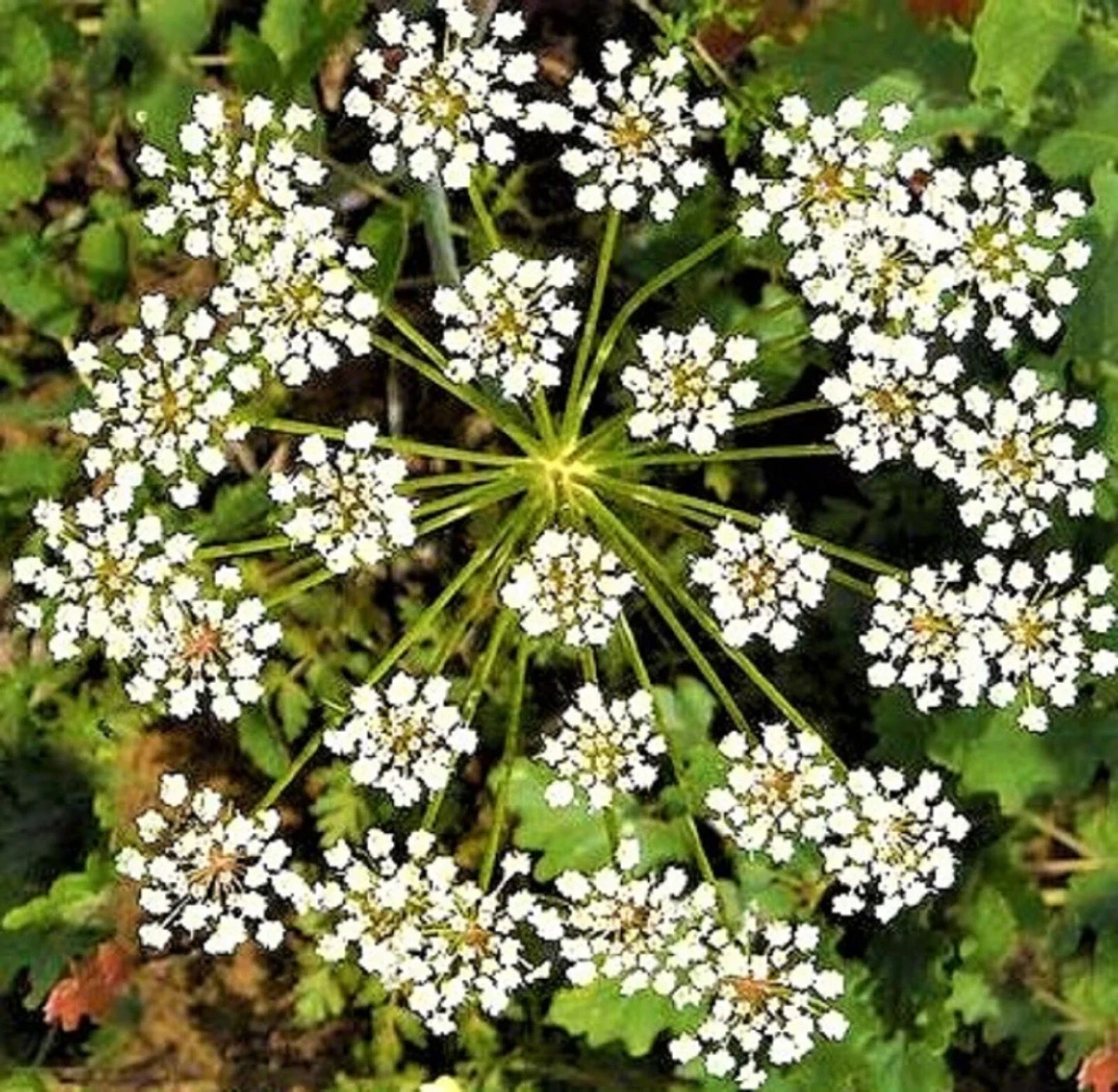 Non-GMO Anise Seeds for Planting, Culinary Herb, Aromatic Spice, Pimpinella anisum, 200+ Seeds Packet