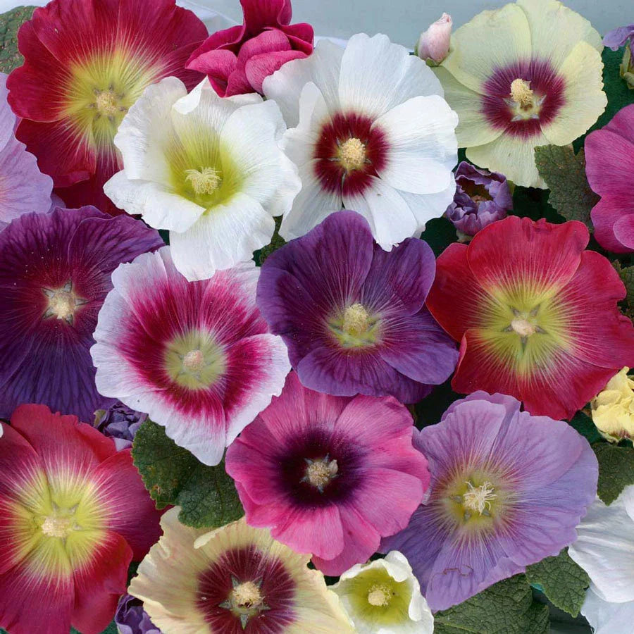40 Seeds Hollyhock Indian Spring Alcea rosea Old Fashioned Cottage Flowers