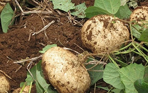 Jicama Seeds Bulk Pack – Pachyrhizus Erosus Mexican Yam Bean, Crunchy Root Vegetable, Edible, Non-GMO, for Home & Commercial Gardens