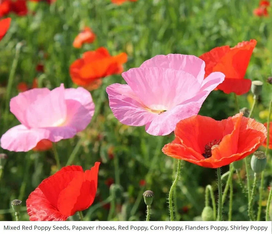 Red Poppy Seeds Mix - American Legion, Flanders, Shirley - 1500 Seeds - Papaver rhoeas