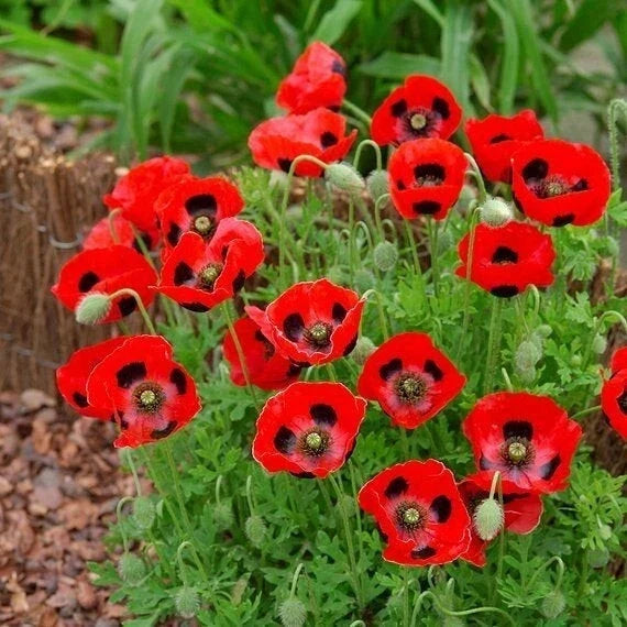 Lady Bird Poppy Seeds Pack – 200+ Papaver Rhoeas Annual Flower Seeds for Garden, Borders, and Containers