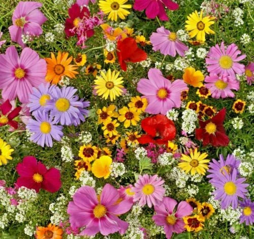 All Annual Wildflower Seed Pack - Fresh Native Wildflower Mix for Gardens
