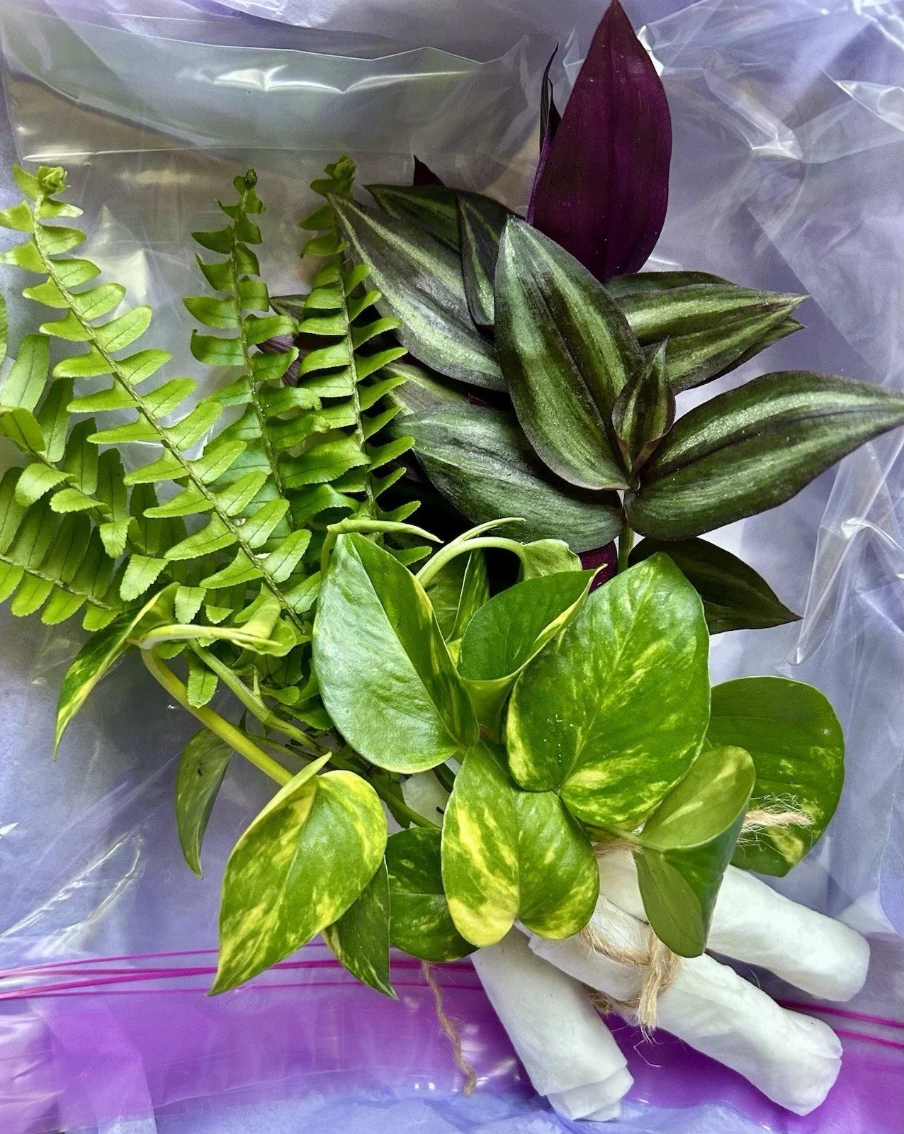Rooted Plant Cuttings Variety Pack - 15 Assorted Cuttings for Indoor and Outdoor Gardening