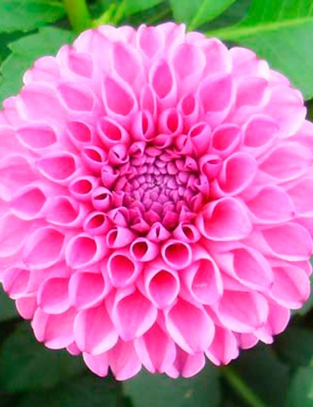 Dahlia Bulb No.1 Clump - Double Rose Pink Blooms, Deer Resistant, Full Sun, Zones 3-10