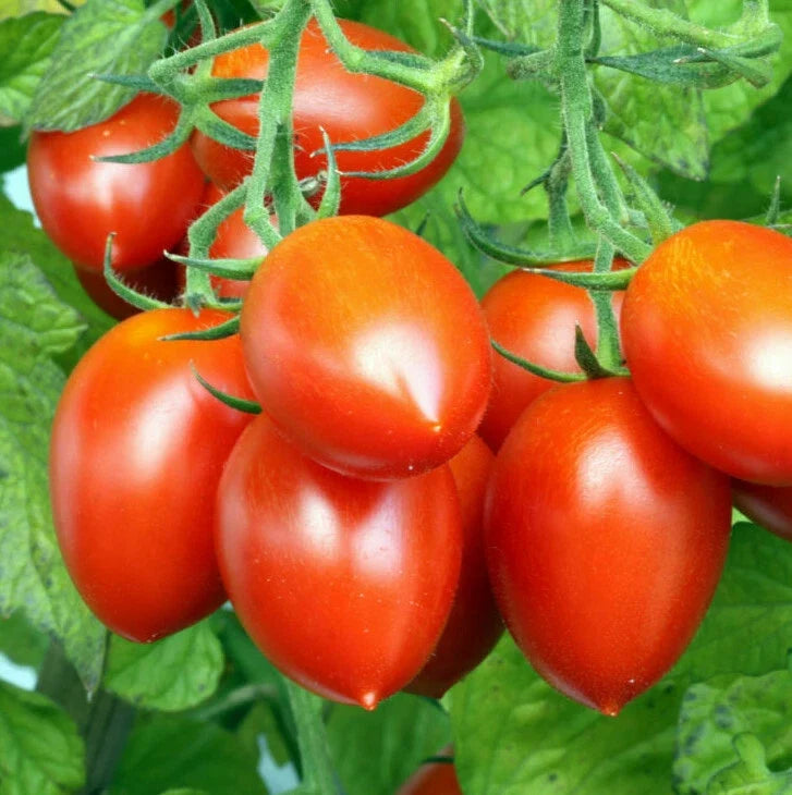 Roma VF Tomato Seeds – Italian Plum San Marzano Heirloom Vegetable Seeds for Canning & Sauces