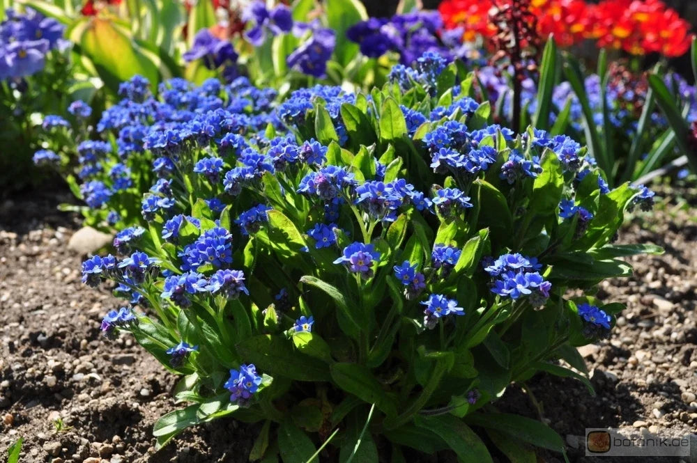 Forget-Me-Not Seeds 25 Pack | Blue Flowering Perennial | Myosotis compindi | Easy to Grow Garden Seeds