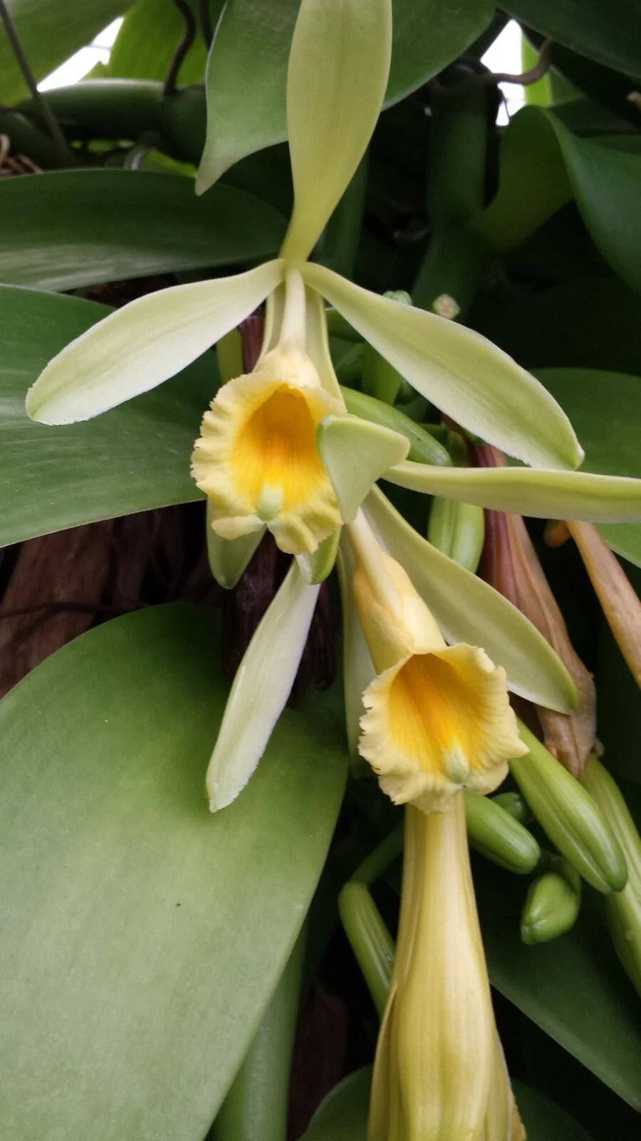 Vanilla Orchid Plant 2 ft Vine | Vanilla planifolia | Fragrant Vanilla Bean Plant for Indoor & Outdoor Gardens