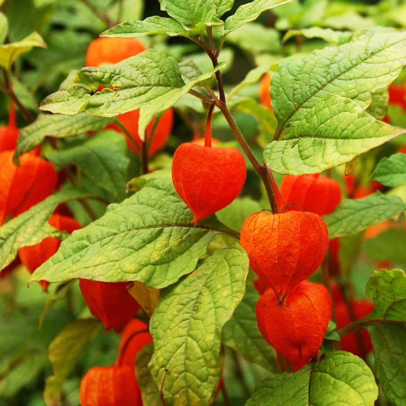 Chinese Lantern Plant Seeds - Red Orange Physalis Alkekengi - Ornamental Garden Seeds for Borders & Pollinators