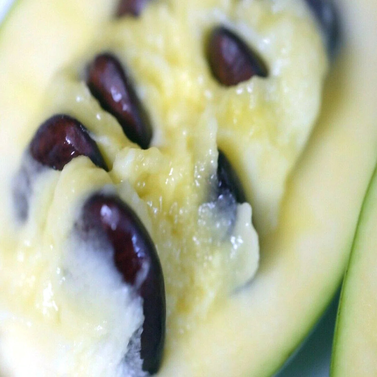 Stratified Paw Paw Fruit Tree Seeds - 50-100 Pack, Asimina Triloba, Hardy Deciduous Tree for Edible Landscaping