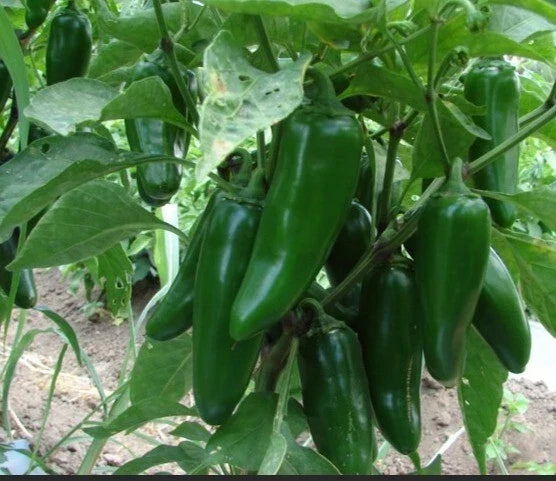 Jumbo Jalapeño Pepper Seeds - Heirloom Capsicum annuum for Stuffing & Cooking, 50+ Seeds Pack