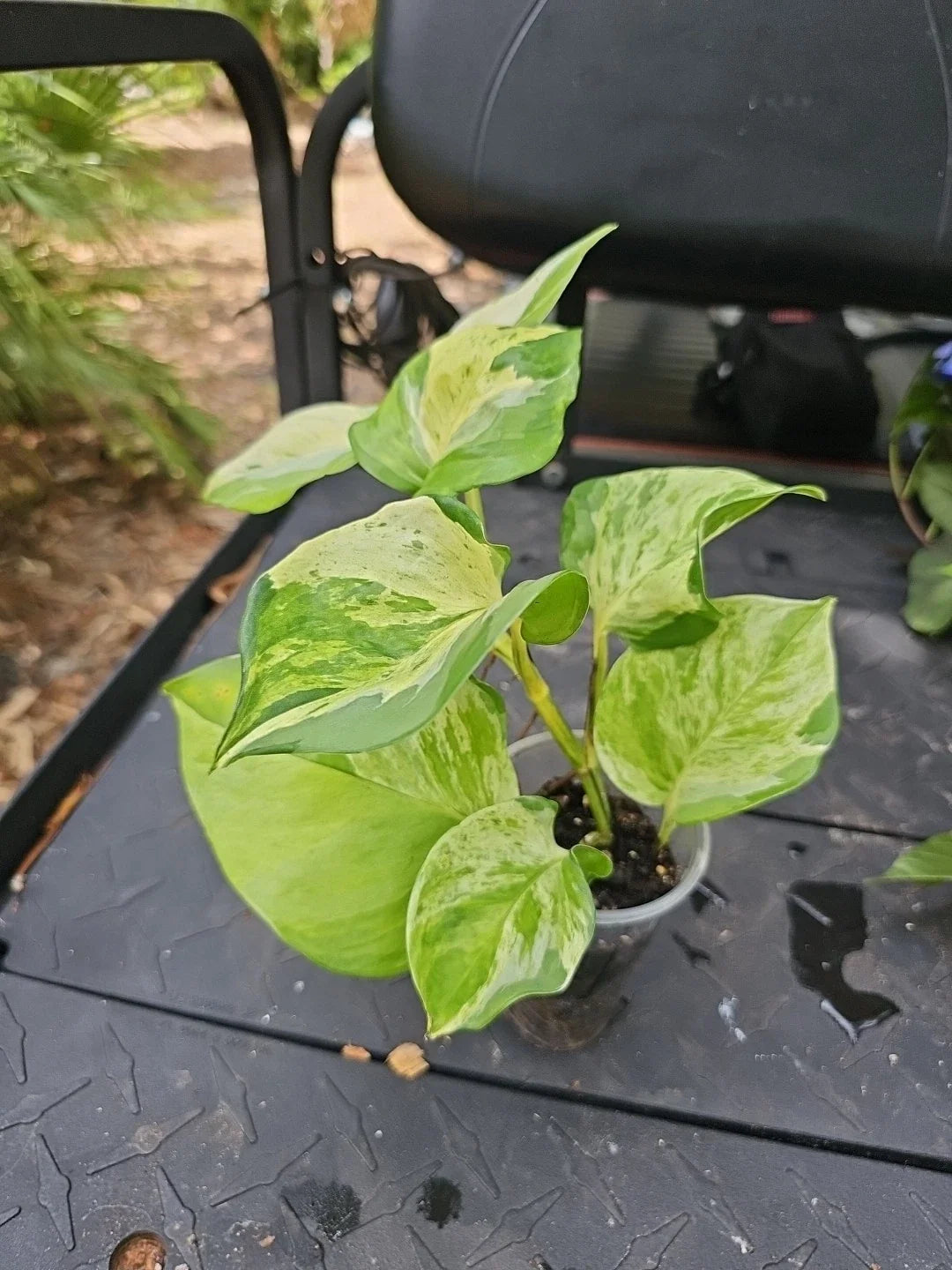 Manjula Pothos Plant 10" Fully Rooted Variegated Epipremnum Houseplant for Indoor Decor