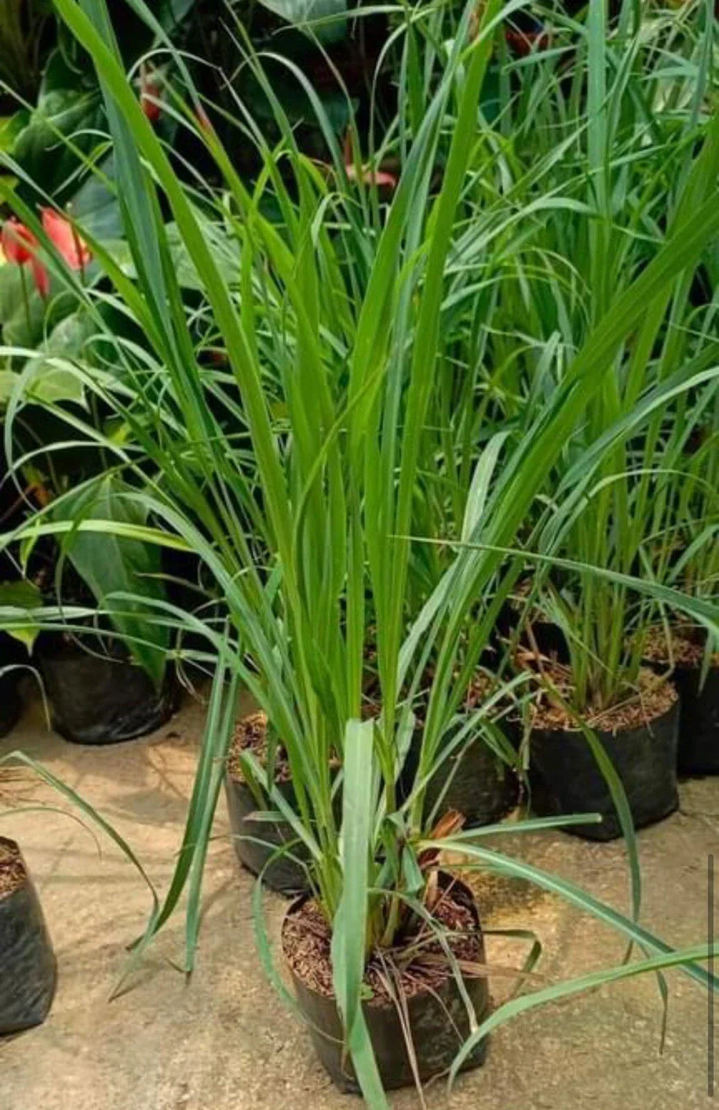 Lemon Grass Seeds - 200+ Non-GMO Cymbopogon citratus for Cooking & Tea