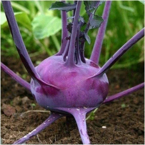 Purple Vienna Kohlrabi Seeds - 100 Pack, Exotic Brassica oleracea var. gongylodes, Edible Root Vegetable for Garden or Containers
