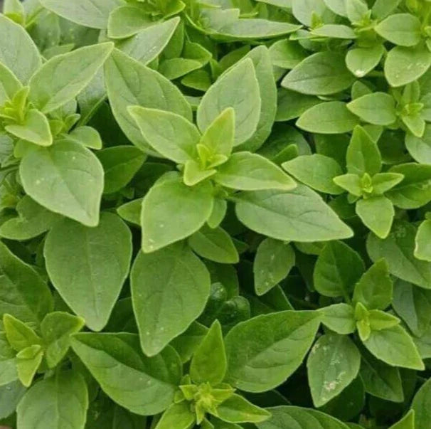 Dwarf Greek Basil Seeds 600+ | Annual Culinary Herb Ocimum basilicum