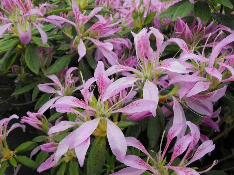 Koromo Shikibu Azalea Starter Plant - Rare Deciduous Rhododendron for Shade Gardens