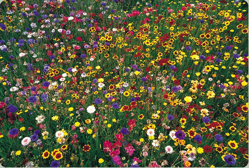 Wildflower Seed Mix 1 lb Bulk - Covers 4000 sq ft - Natural Pollinator Habitat Seeds