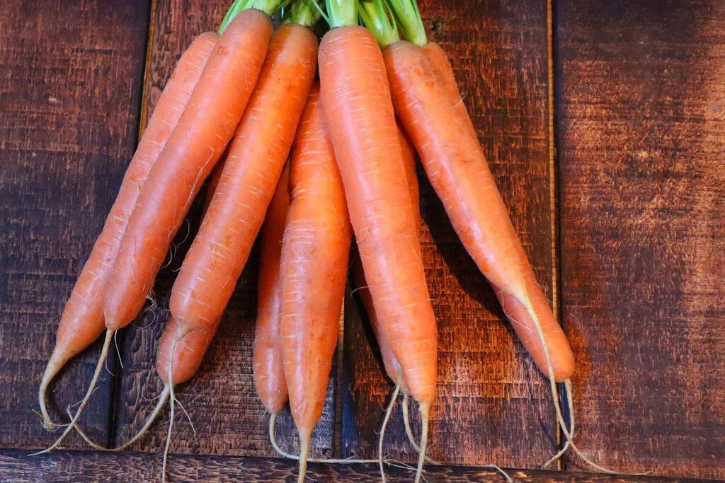 Nantes Carrot Seeds - 1000+ Non-GMO Daucus carota for Home Garden, Vegetable Planting, Full Sun, Organic Gardening