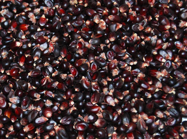 Dakota Black Popcorn Seeds - Non-GMO Heirloom Zea mays everta - Fresh Popcorn Variety