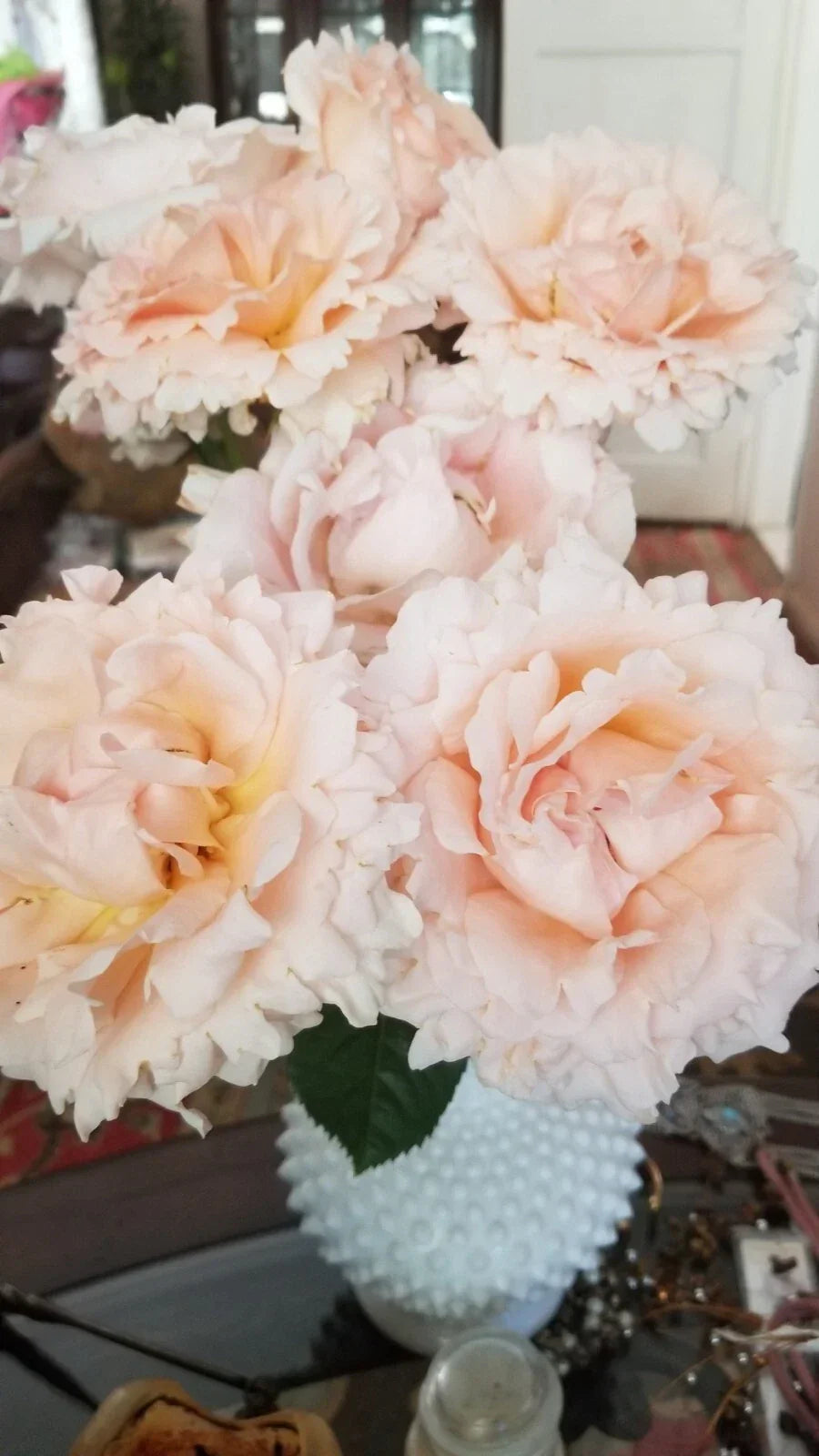 Polka Climbing Rose Cuttings - 3 Live Apricot Plants - Rosa 'Polka'