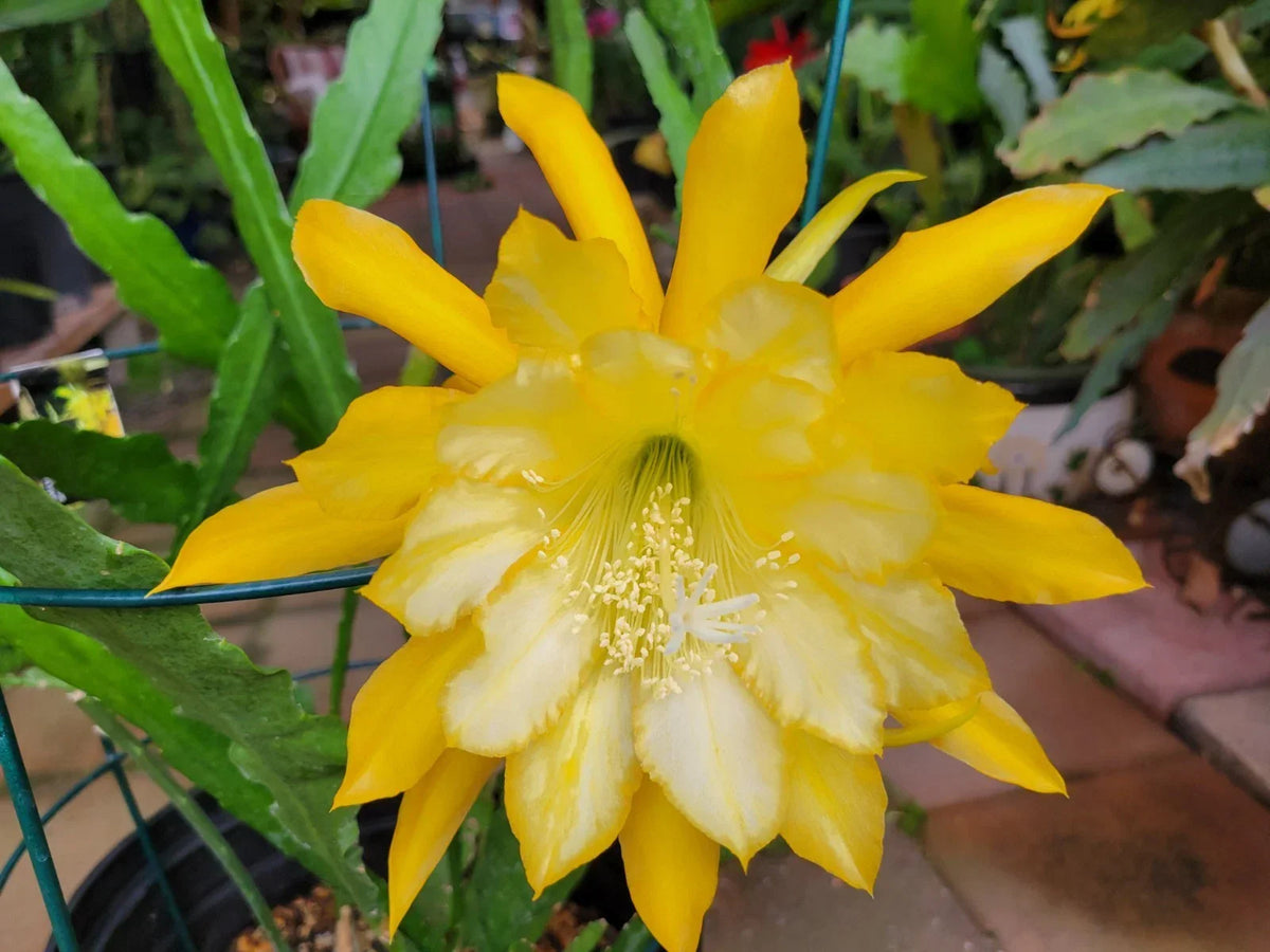 Going Bananas Epiphyllum Cuttings 8-10 Inches Unrooted - Unique Climbing Plant