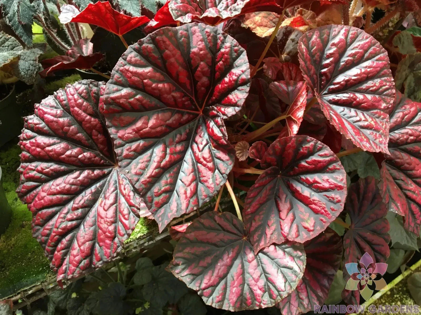 25+ Rhizomatous Begonia Seeds for Garden Planting - Vibrant Foliage & Colorful Blooms - Begonia spp.