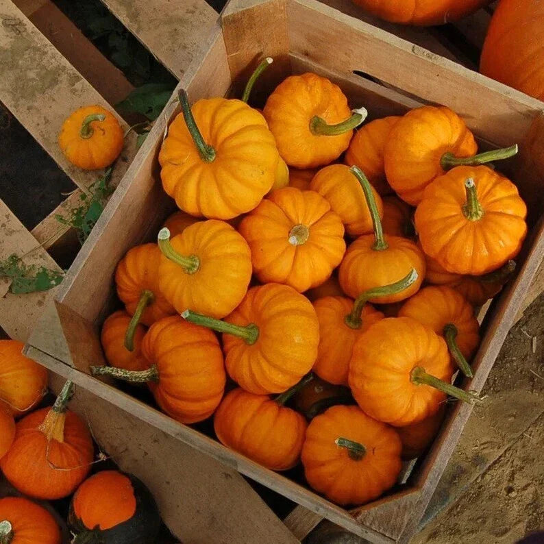 Organic Jack Be Little Pumpkin Seeds - 10 Pack - USA Grown Heirloom Mini Pumpkins