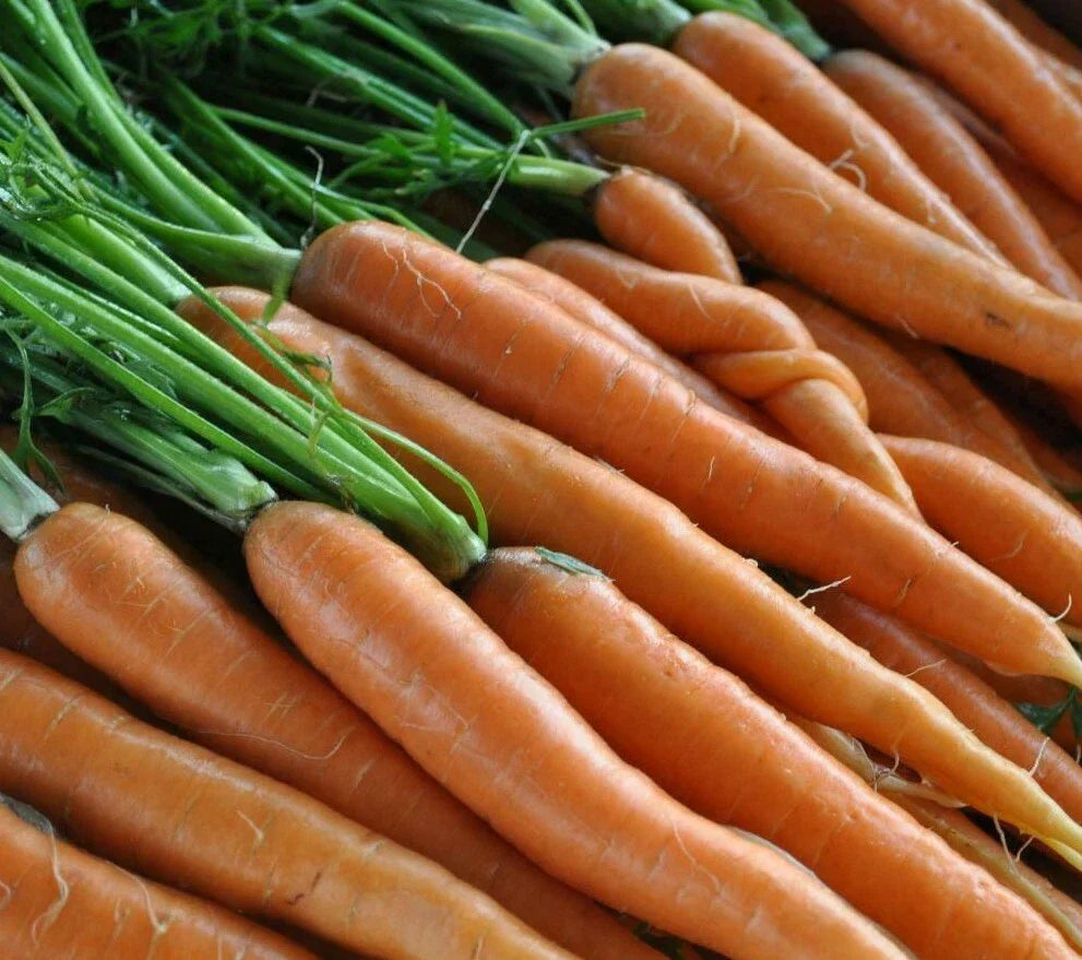 Scarlet Nantes Carrot Seeds - 1000+ Heirloom Vegetable Seeds for Garden, Salads, Soups