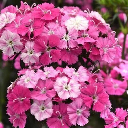 Dianthus 'Sweet Rose Magic' Pelleted Seeds - Pink Flowering Perennial for Borders and Containers, Hardy Garden Plant