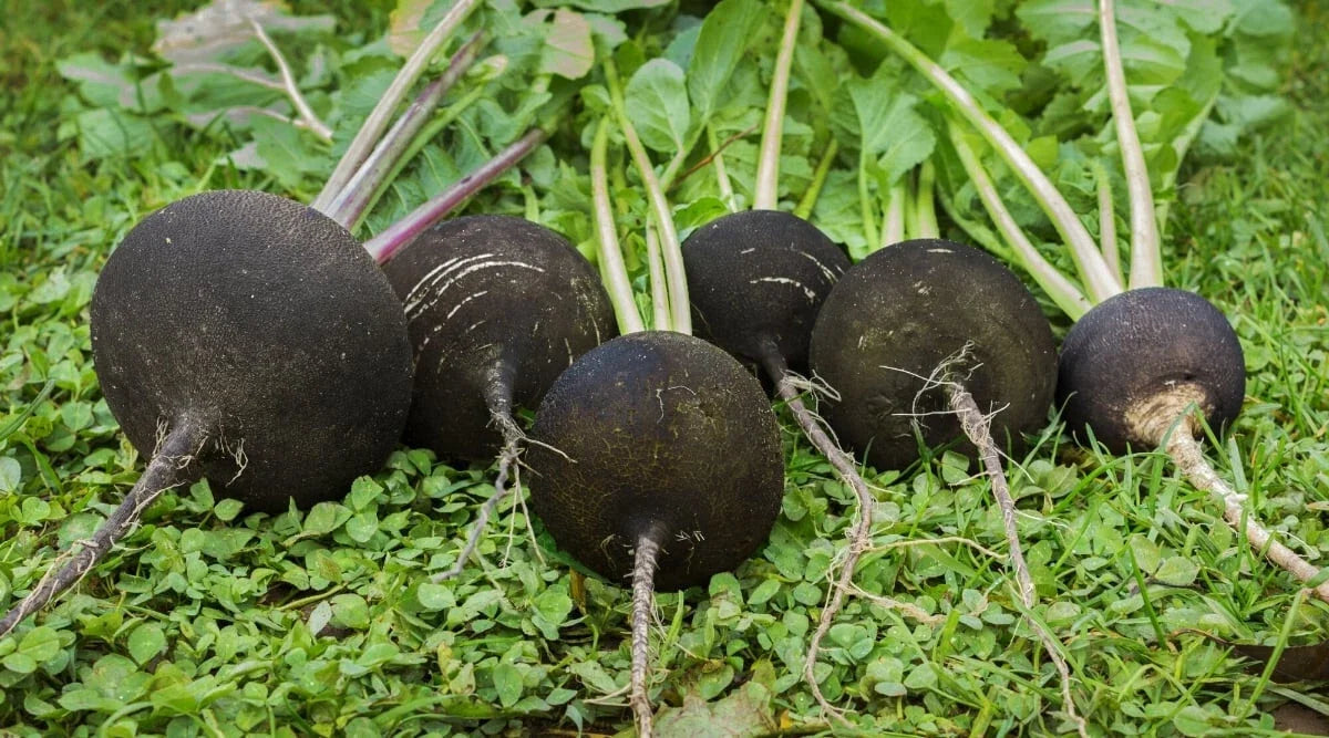 Round Black Spanish Radish Seeds - 500+ Pack, Raphanus sativus, Compact Root, for Garden & Indoor Planting