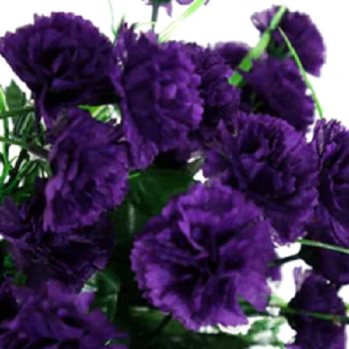 Dark Purple Carnation Seeds - 100 Perennial Dianthus Flower Seeds for Garden