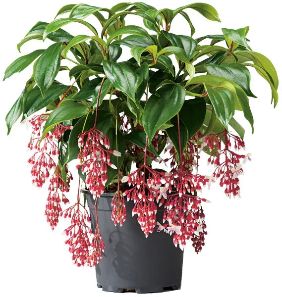 MAGIC Medinilla Magnifica Plant Starter - Rare Tropical Indoor Plant with Stunning Foliage