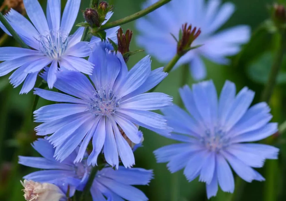 Chicory Wildflower Seeds - 1 oz Blue Flowers for Pollinator Gardens - Cichorium intybus