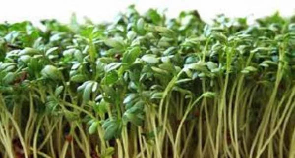 Curled Cress Seeds - Heirloom Microgreens for Sprouts & Garnishes - Lepidium sativum - 50+ Seeds