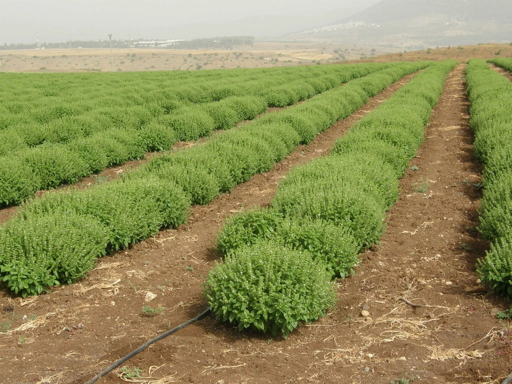 Organic Basil Seeds 5000 Count - Super Sweet Ashalim (Ocimum basilicum) for Culinary Gardens