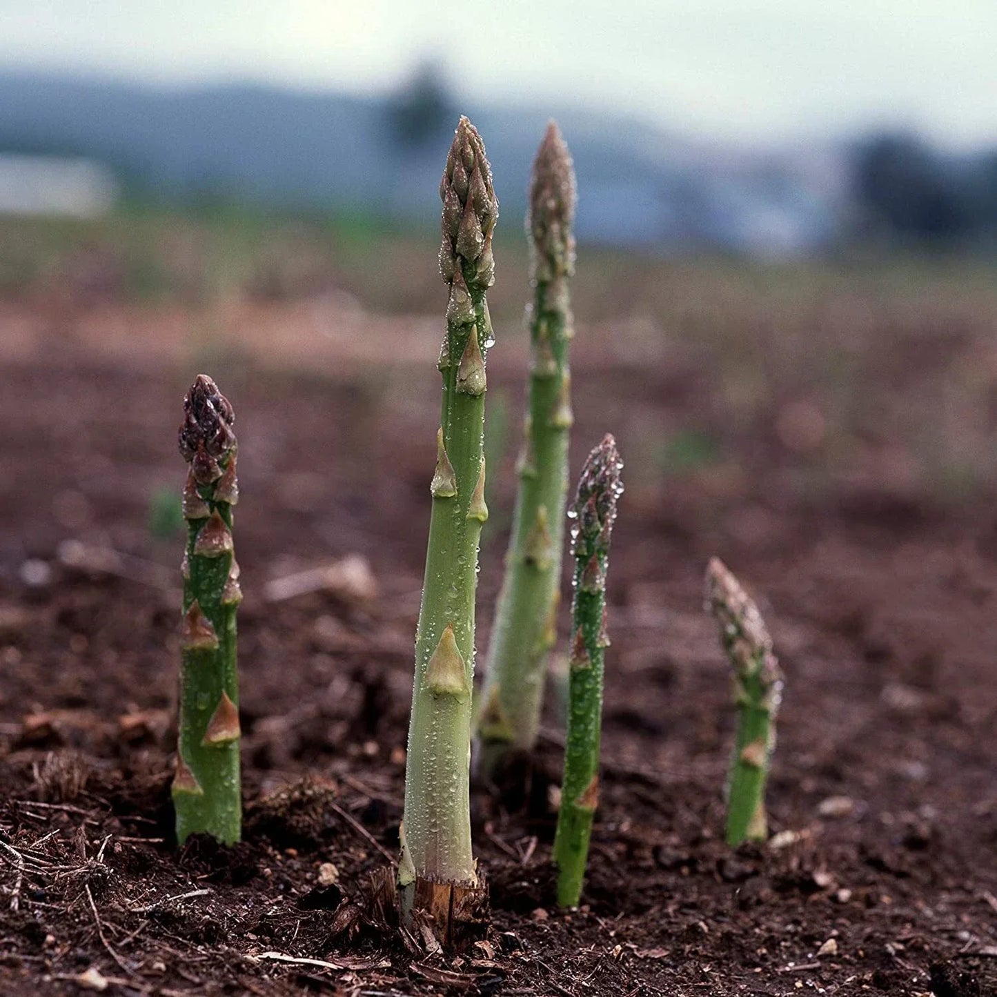 Asparagus Seeds UC 157 F2 Hybrid - Non-GMO, High Yield, Asparagus officinalis