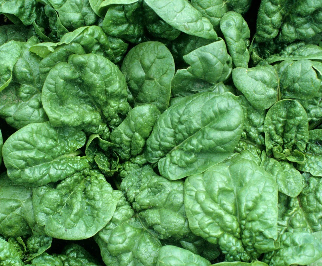Bloomsdale Spinach Seeds 100+ Count - Spinacia oleracea Leafy Greens for Garden