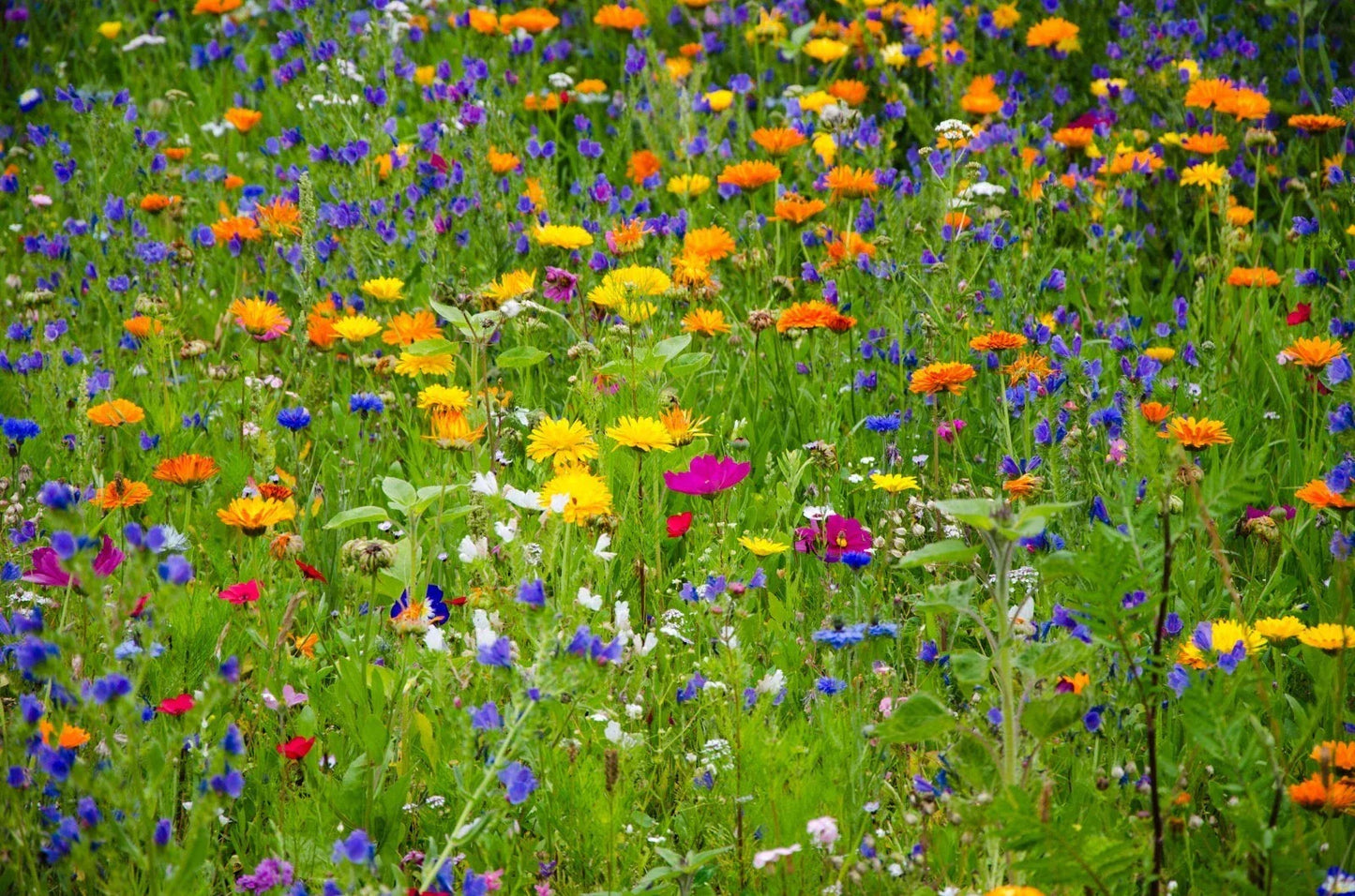 Heirloom Wildflower Seed Mix - 1000 Non-GMO Seeds for All Regions - Serendipity's Garden Mix