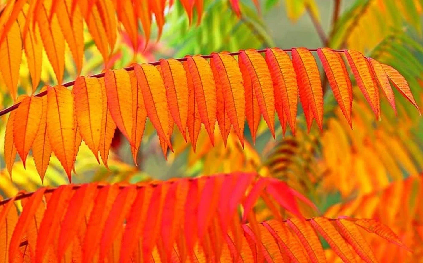 Flameleaf Sumac Tree Seeds - 30 Count Rhus copallinum Vibrant Fall Color for Landscaping and Borders