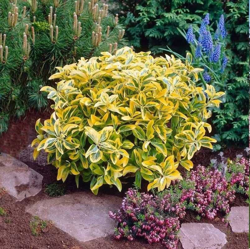 Golden Euonymus Hedge Shrub 1 Year 5" Tall 'Aureo Marginatus' - Yellow Variegated Foliage, Foundation Planting, Drought Tolerant