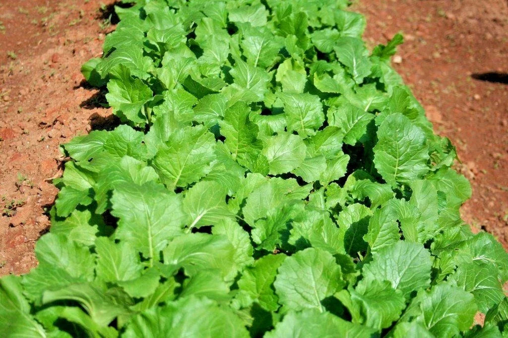 Organic Seven Top Turnip Seeds - Brassica rapa - Heirloom, Non-GMO, 1000+ Seeds for Vegetable Gardens & Containers
