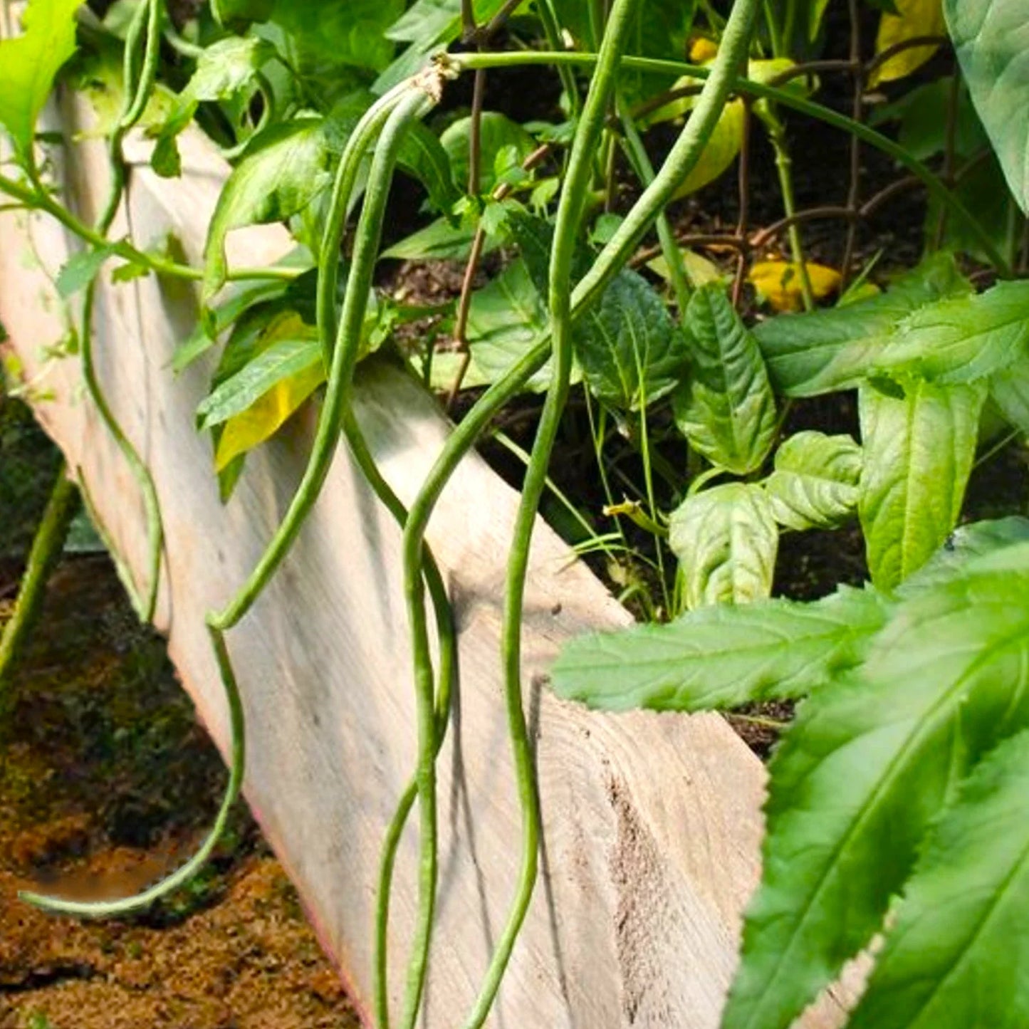 Bush Green Yard Long Bean Seeds – Vigna unguiculata subsp. sesquipedalis, Chinese Green Beans, Cowpeas, 50 Seeds, Fast Shipping