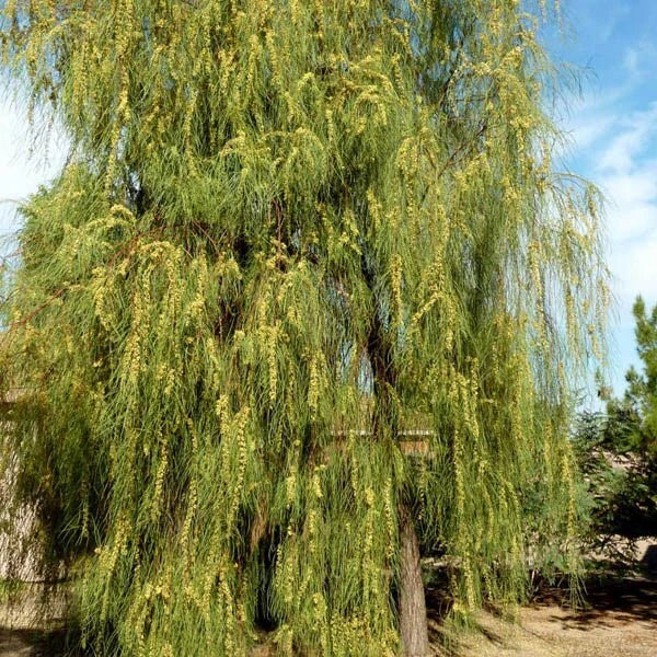 Acacia Stenophylla Seeds - Shoestring Wattle Drought Tolerant Native Australian Plant 25 Seeds